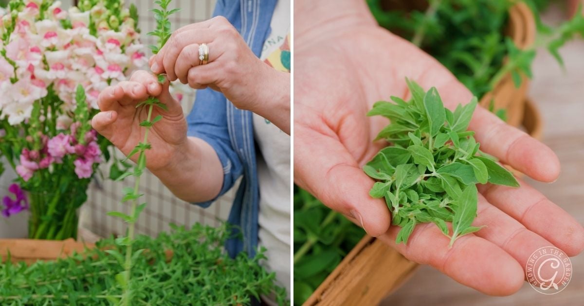A person harvests fresh green oregano leaves, pinching stems with one hand and holding a handful of picked leaves in the other&mdash;showcasing the rewards of learning how to grow oregano amid blooming flowers and thriving herbs.