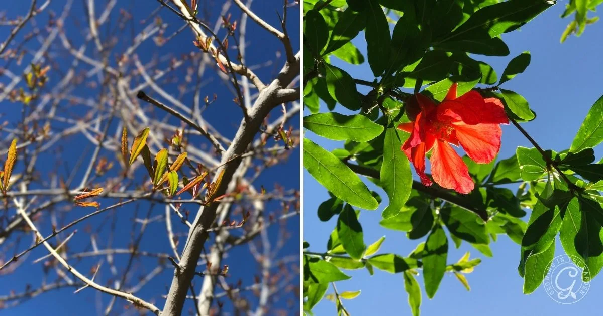 Left: Tree branches with buds. Right: Red hibiscus flower and green leaves, both against a blue sky&mdash;ideal scenery for anyone interested in gardening or learning how to grow pomegranates.