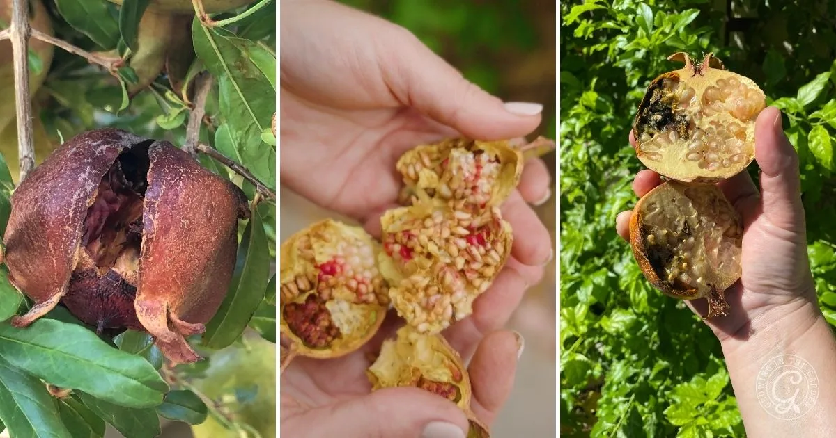 Three images showing pomegranates split open and spoiled, held in hand and on tree with green leaves&mdash;helpful for identifying issues when learning how to grow pomegranates.