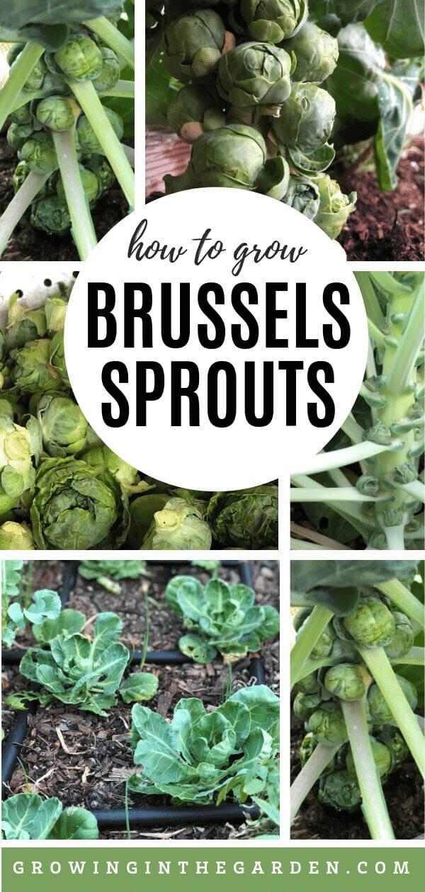 How to grow Brussels sprouts in hot climates
