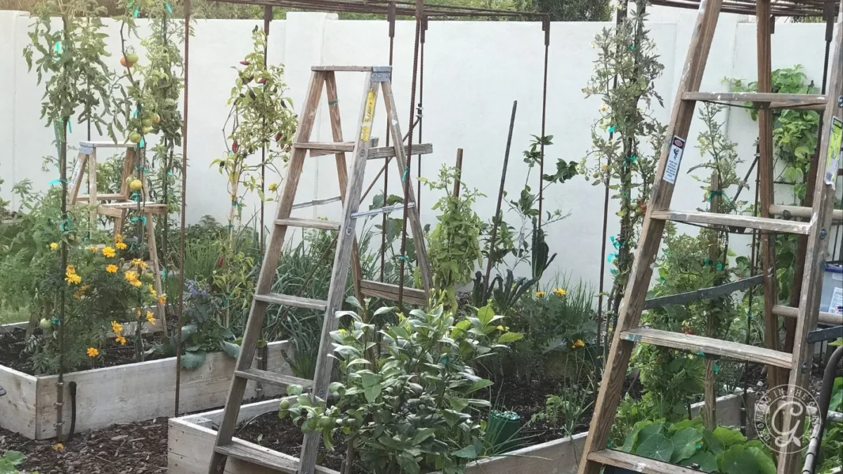 Raised garden beds with green plants and three wooden ladders positioned among them.