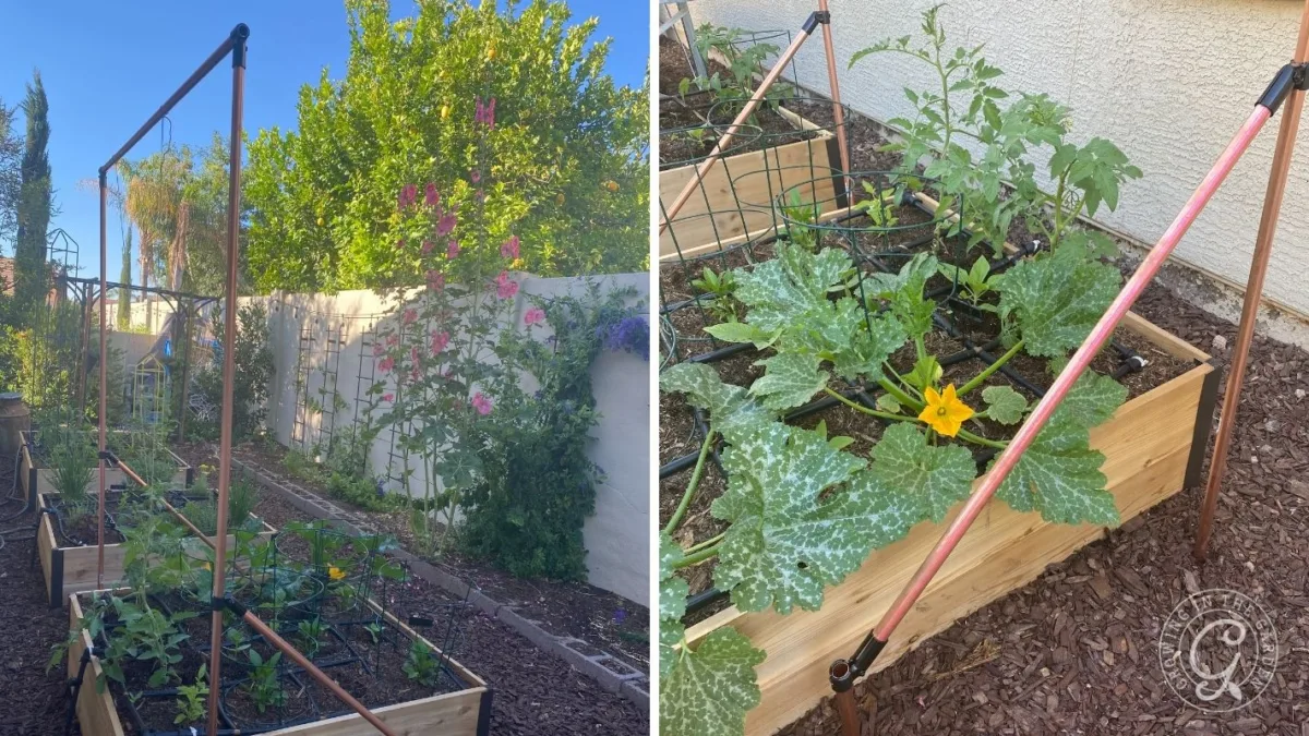Two wooden raised garden beds with trellises, green plants, and a blooming yellow flower in a sunny yard.