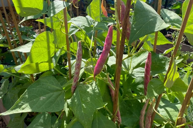 Inexpensive Vertical Gardening Ideas for Raised Beds featured image