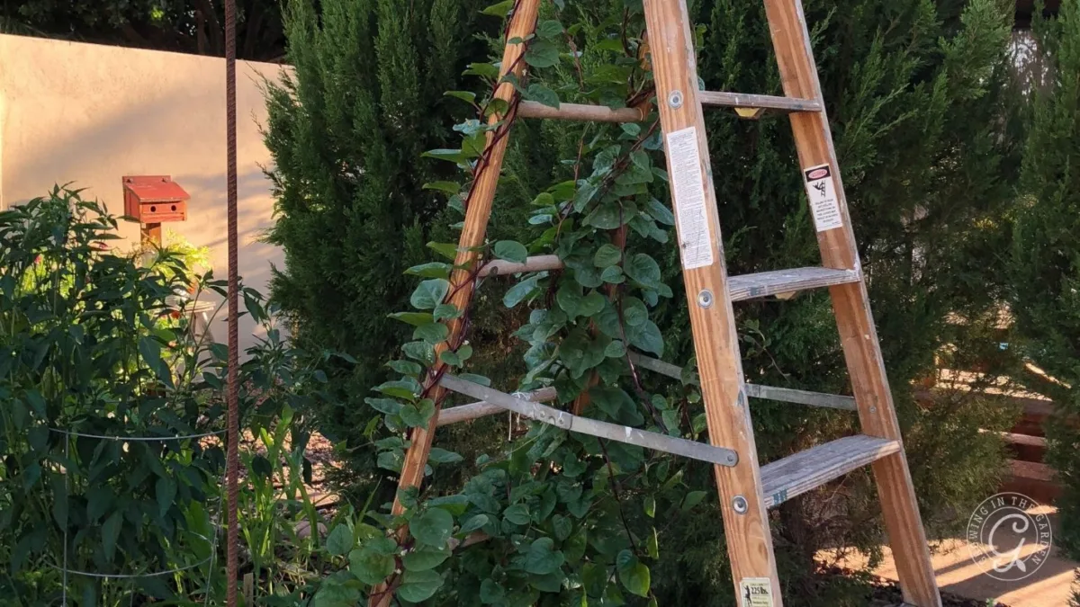 A wooden ladder supports a climbing vine in a garden, with green plants and trees in the background.