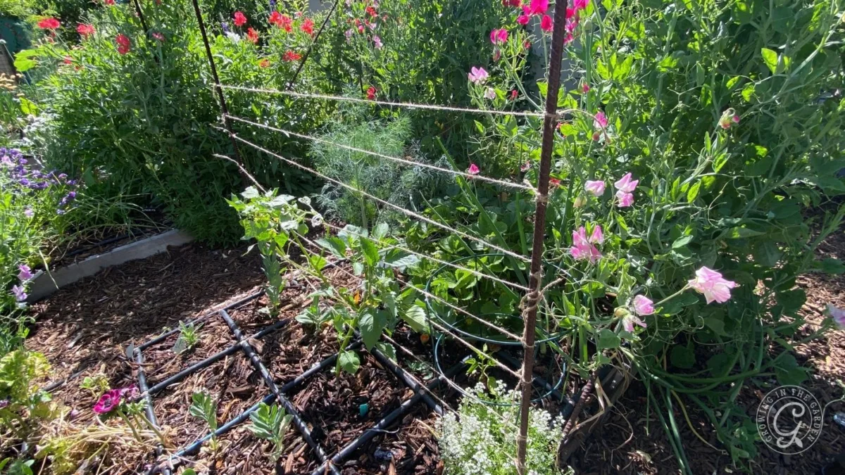 Young vegetable plants growing on a trellis surrounded by blooming flowers in a garden.
