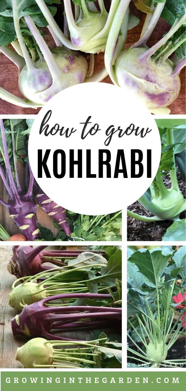 How to grow kohlrabi - tips for growing kohlrabi