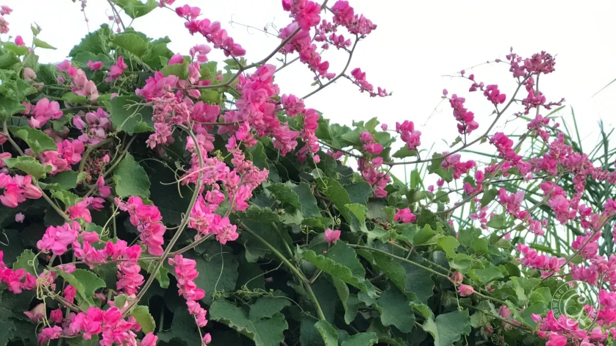 Pink vine flowers grow densely among green leaves against a bright sky.