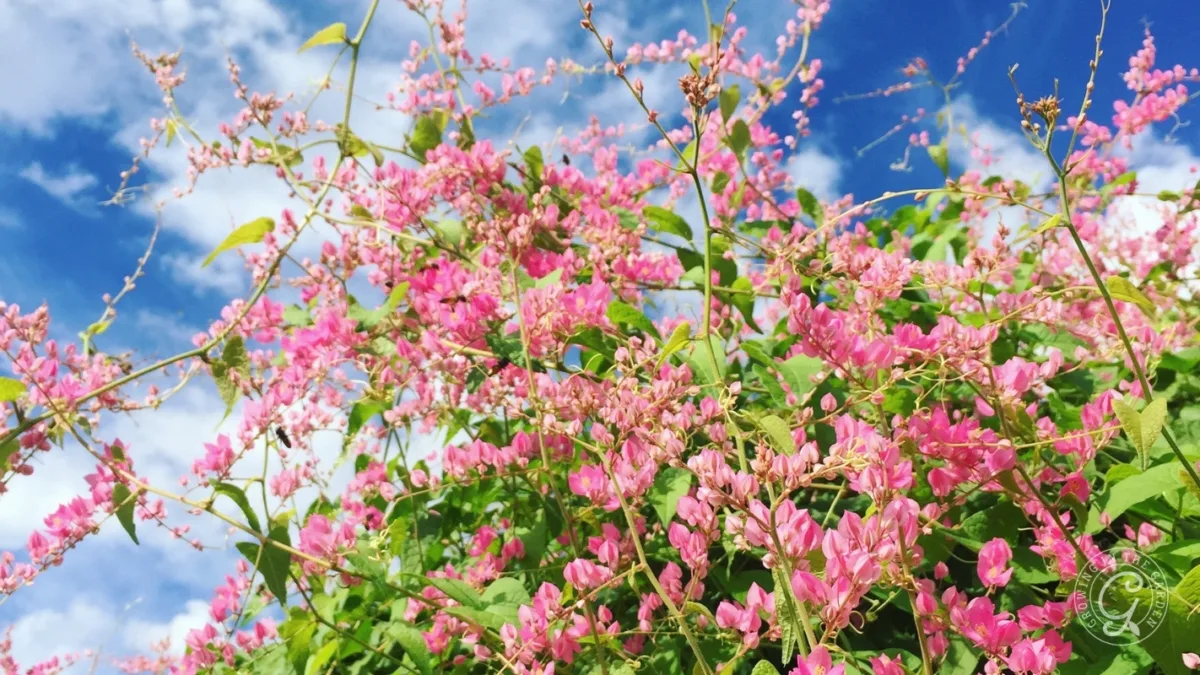 Bright pink flowers and green leaves against a vibrant blue sky with scattered white clouds.