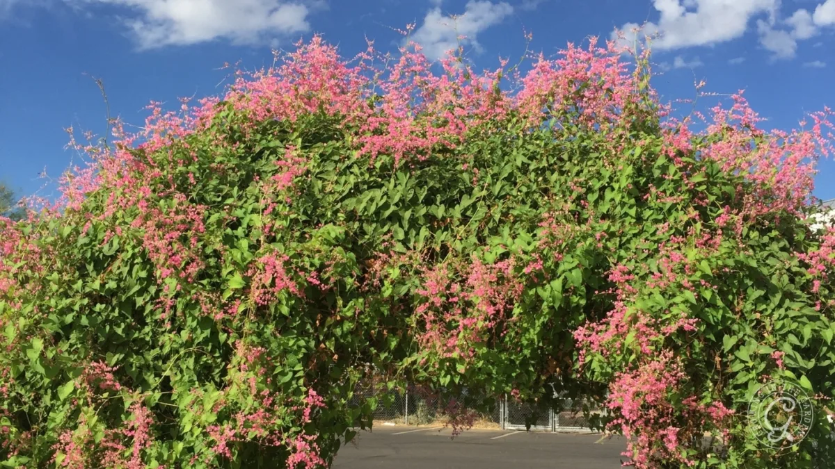 Archway covered in green vines with clusters of small pink flowers, set against a blue sky with clouds.