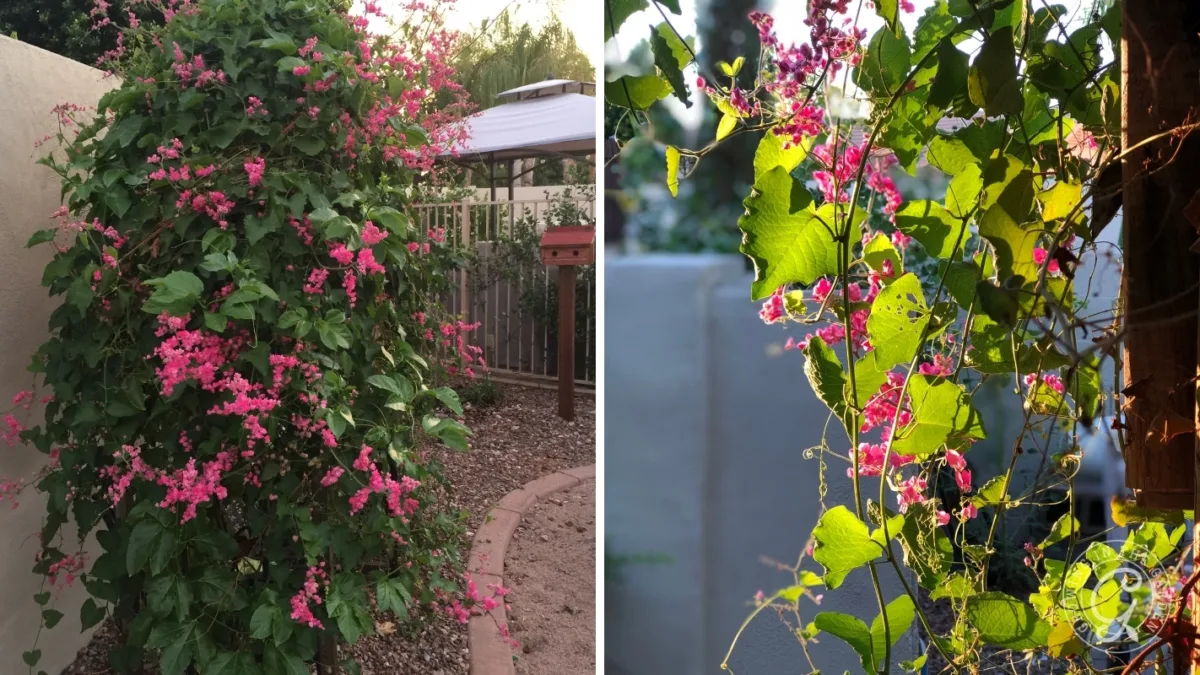 Coral vine with clusters of pink flowers climbing a garden fence and sunlit vine close-up.