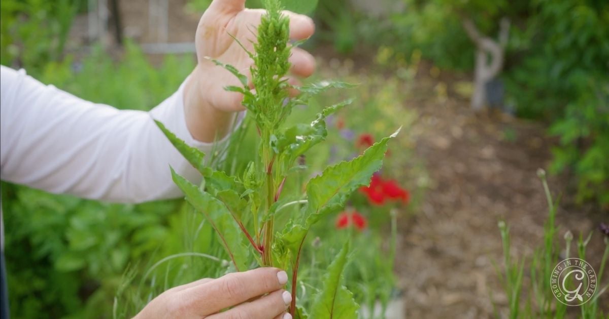 Bolting flower stalk on beets