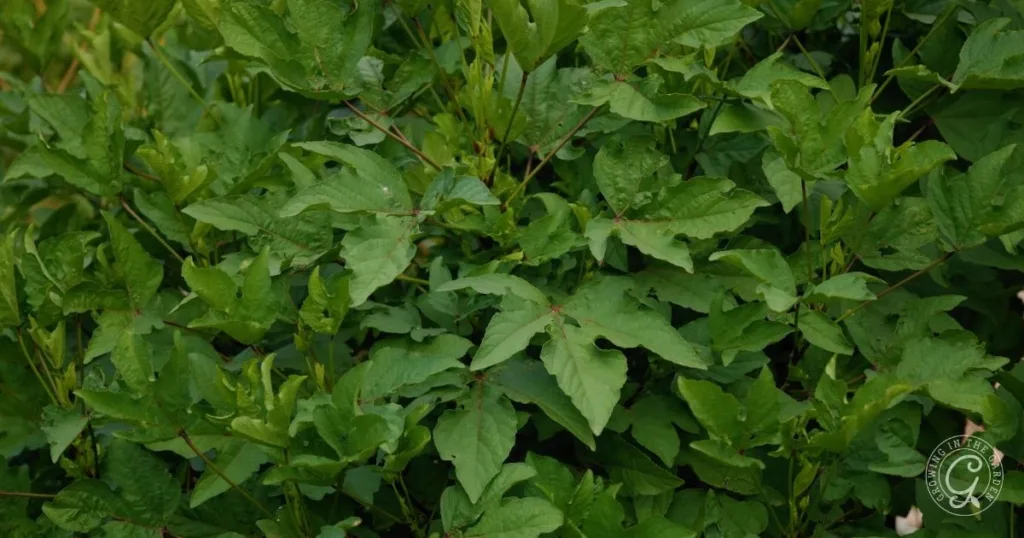 Dense cluster of green leaves with pointed tips and serrated edges in natural light, a key feature when learning how to grow Roselle Hibiscus.