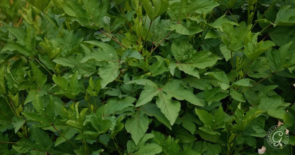 Dense cluster of green leaves with pointed tips and serrated edges in natural light, a key feature when learning how to grow Roselle Hibiscus.