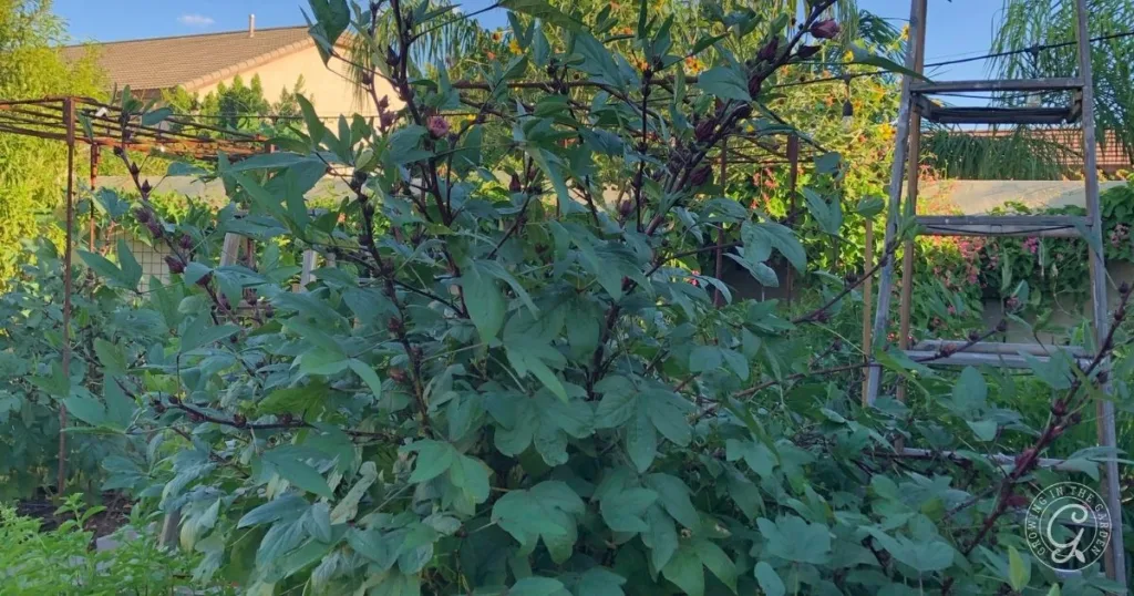Lush green plant with large leaves and dark stems, similar to those seen when learning how to grow Roselle Hibiscus, thriving in a sunny backyard garden.