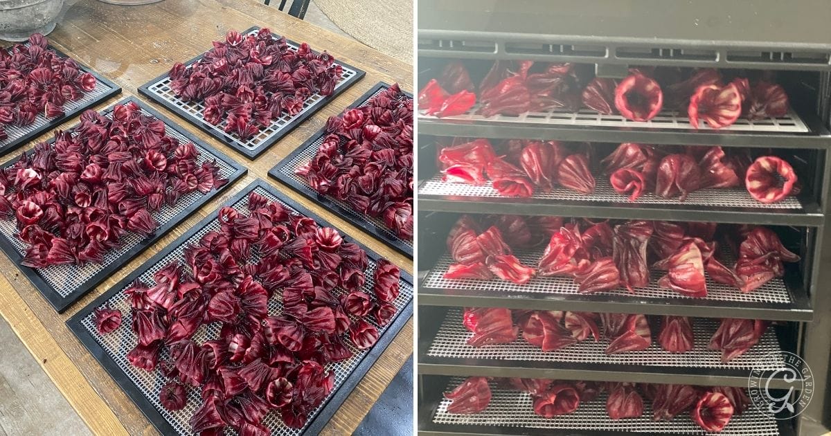 Dehydrating Roselle Hibiscus