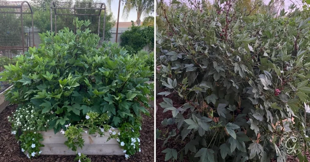 Two lush, green garden beds with dense foliage and white flowers showcase a thriving outdoor setting—an inspiration for anyone learning how to grow Roselle Hibiscus at home.