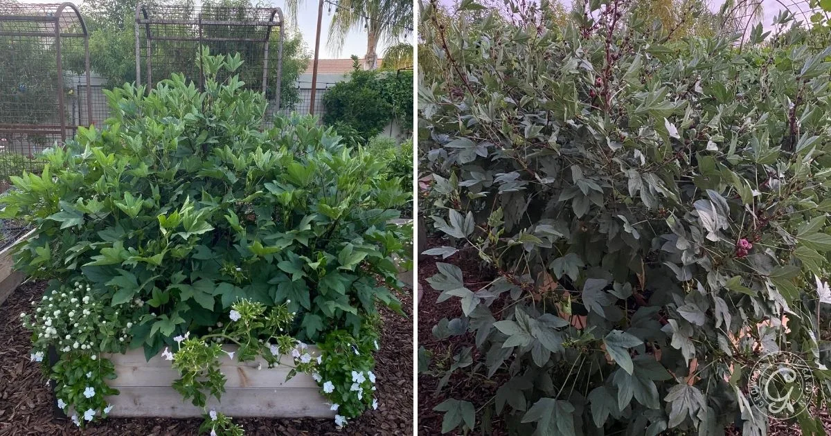 Two lush, green garden beds with dense foliage and white flowers showcase a thriving outdoor setting—an inspiration for anyone learning how to grow Roselle Hibiscus at home.