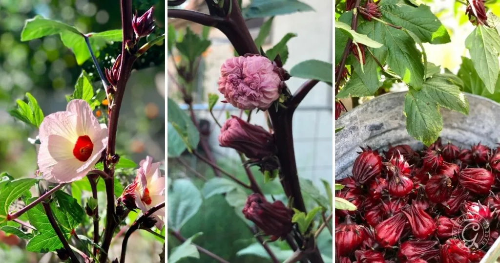 Three panels showing pink hibiscus flowers, buds, and harvested red hibiscus calyces in a metal bowl—perfect for illustrating how to grow Roselle Hibiscus from bloom to harvest.