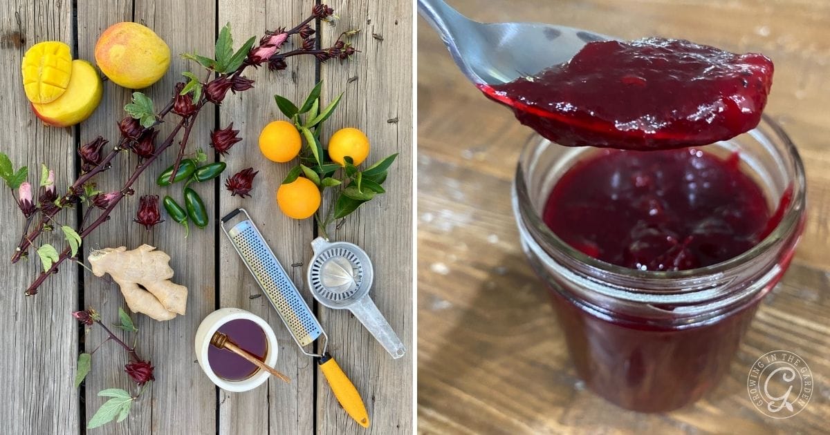 A split image: left side shows fresh ingredients like mango, peaches, oranges, ginger, green chiles, honey, and roselle hibiscus flowers—perfect for learning how to use roselle hibiscus; right side shows a jar of deep red jam with a spoonful above it.