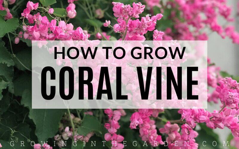 How to Grow Coral Vine: Growing Queen's Wreath and Mexican Creeper