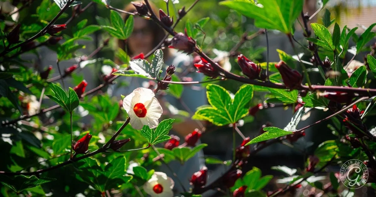 White hibiscus flower with red center and green leaves in sunlight, with a blurred person in the background. Perfect for those interested in how to grow Roselle Hibiscus or simply appreciating its beauty.