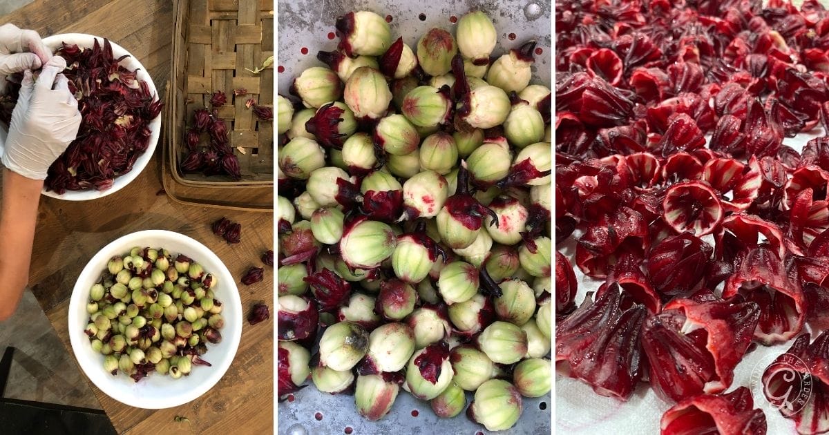 How to use Roselle Hibiscus: 5 Tasty Recipes