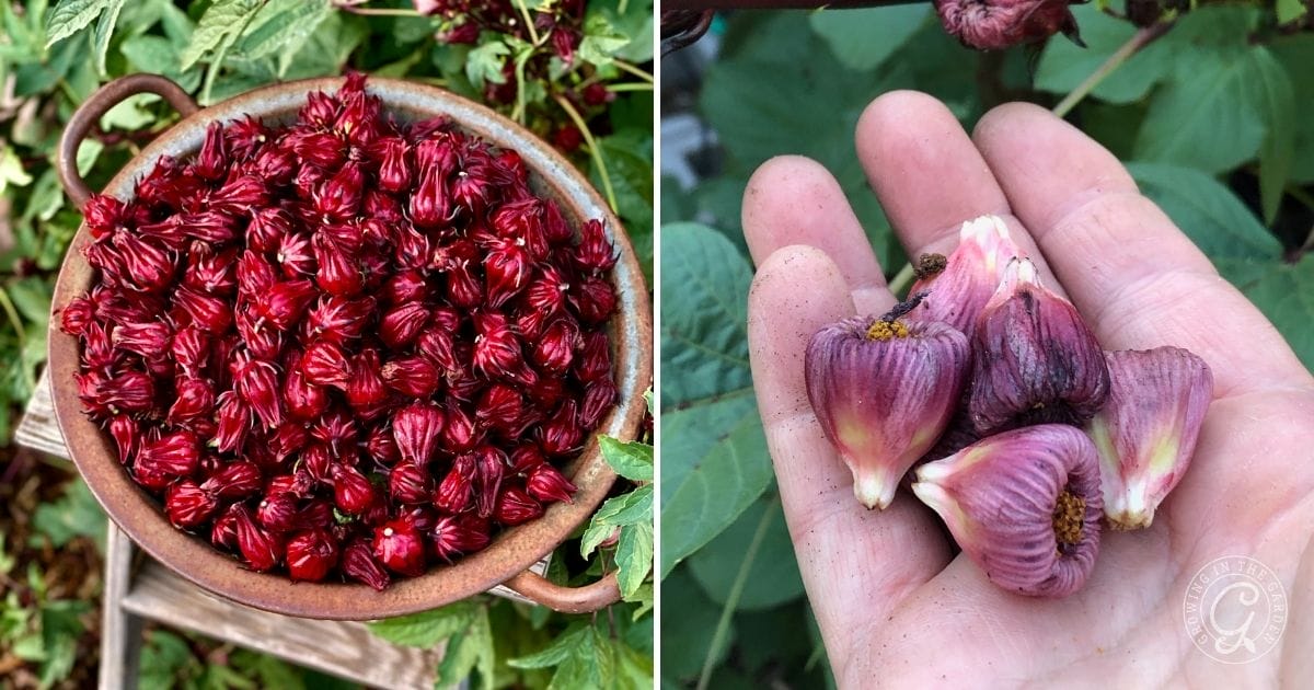 How to use Roselle Hibiscus: 5 Tasty Recipes