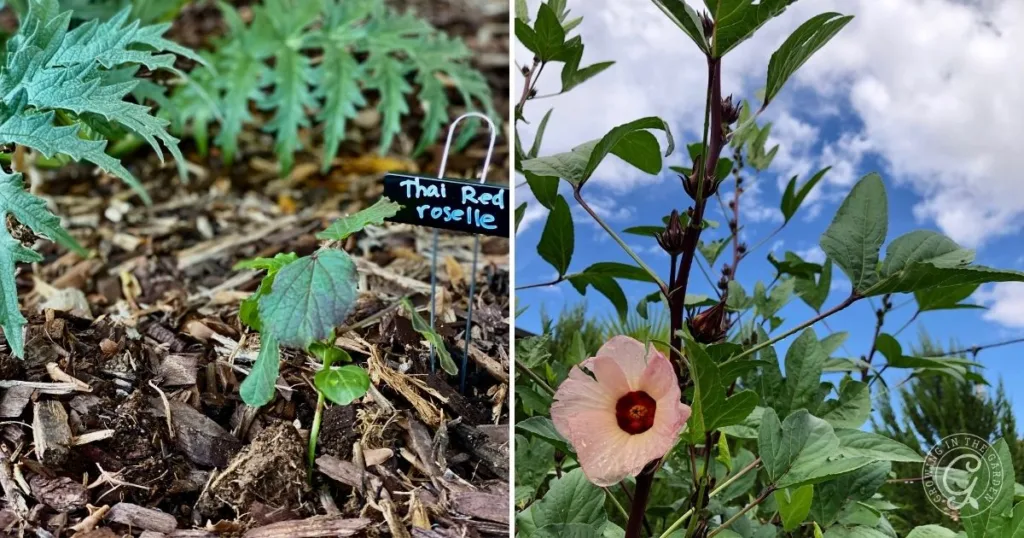 Young and mature Thai Red Roselle plants, with a labeled seedling and a flowering adult shown side by side—perfect for learning how to grow Roselle Hibiscus from seed to full bloom.