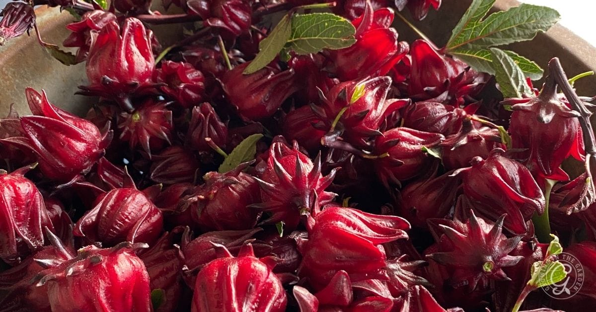 Roselle Hibiscus