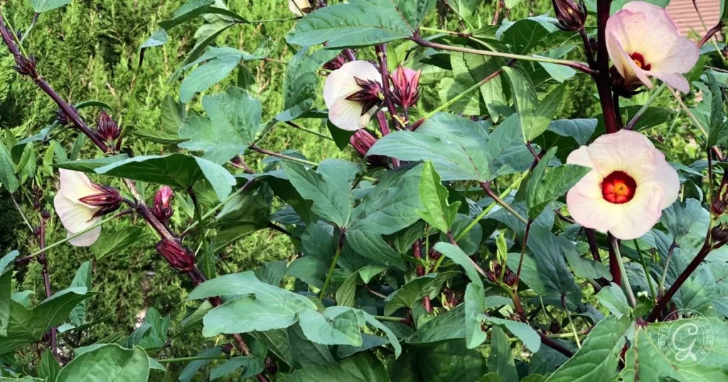 Pale hibiscus flowers with red centers bloom among green leaves and buds in a garden, creating a vibrant scene. Learn how to grow Roselle Hibiscus to enjoy these stunning blooms in your own outdoor space.