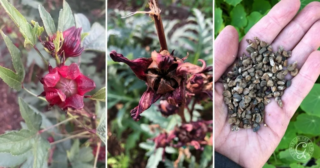 Three images: fresh red hibiscus flower, dried hibiscus seed pod, and a hand holding many hibiscus seeds—illustrating how to grow Roselle Hibiscus from seed to bloom.