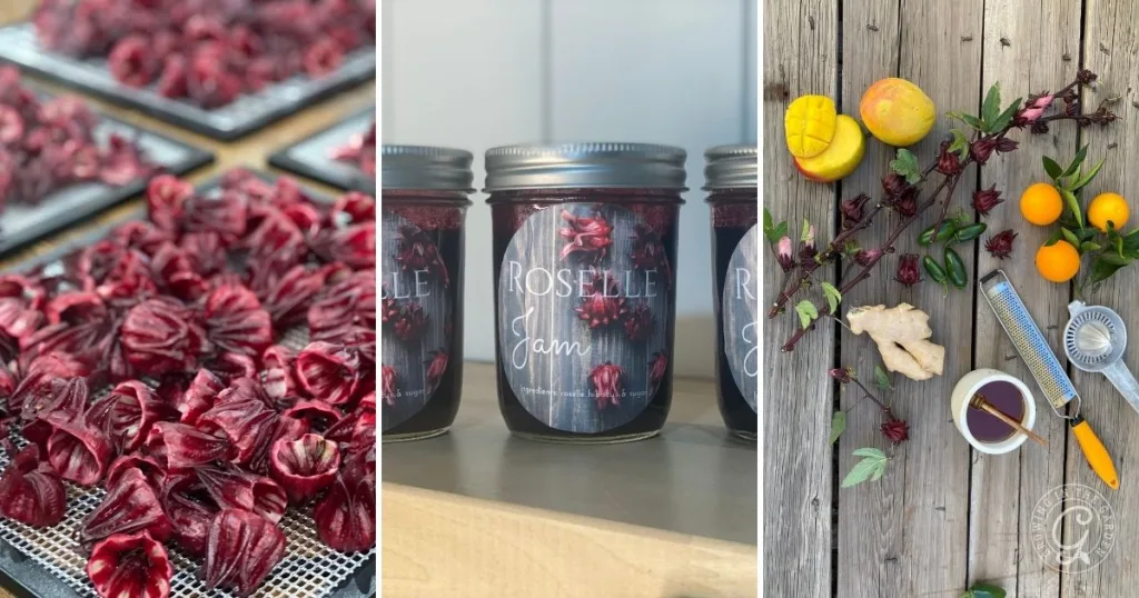Three images: dried roselle petals, jars of roselle jam, and roselle with lemon, ginger, honey, and a grater—perfect inspiration for discovering how to grow Roselle Hibiscus at home and use it in creative recipes.