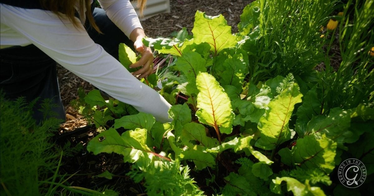 harvesting beet greens