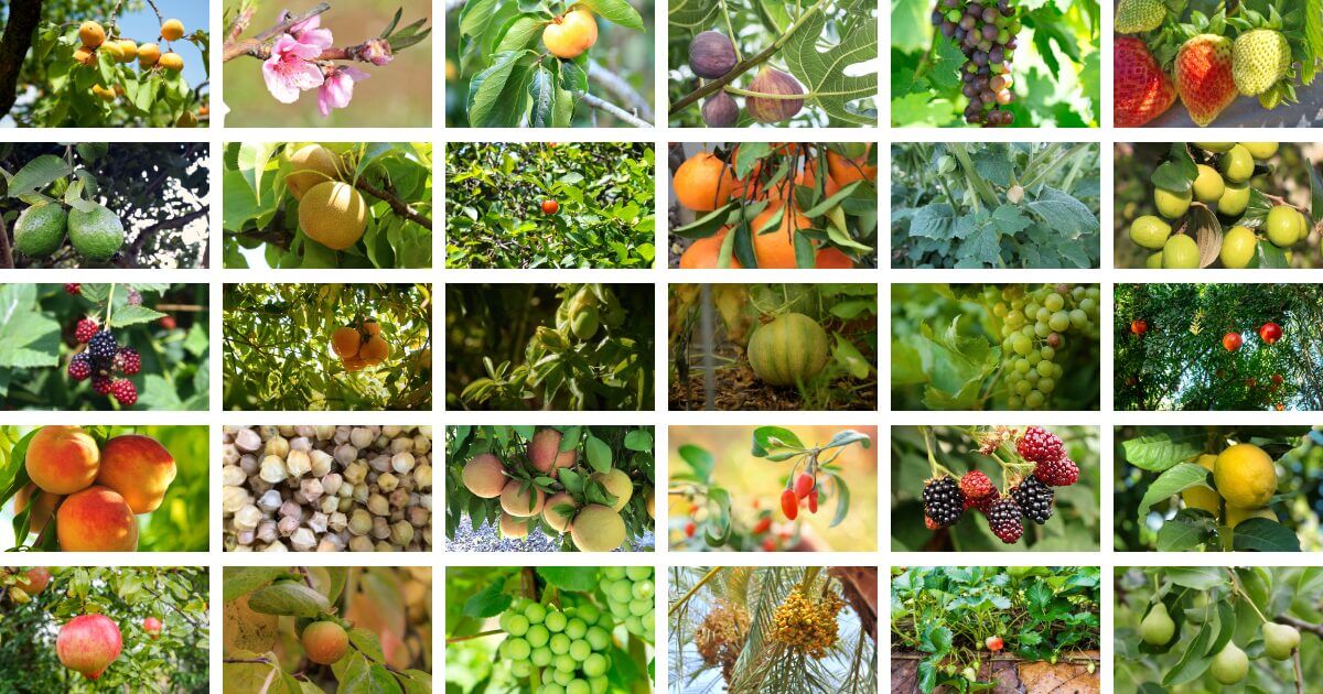 Annual & Perennial Plants to Attract Beneficial Insects & Pollinators