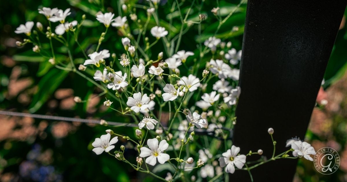 Delicate white flowers blooming beside a black metal post, with green foliage in the background&mdash;an inspiring scene for any Arizona Annual Flowers Planting Guide.