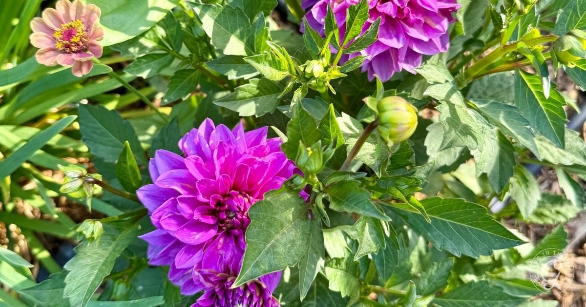 Bright purple dahlias and green leaves in sunlight, with a pale pink flower in the upper left corner&mdash;a vibrant scene inspired by tips from the Arizona Annual Flowers Planting Guide.