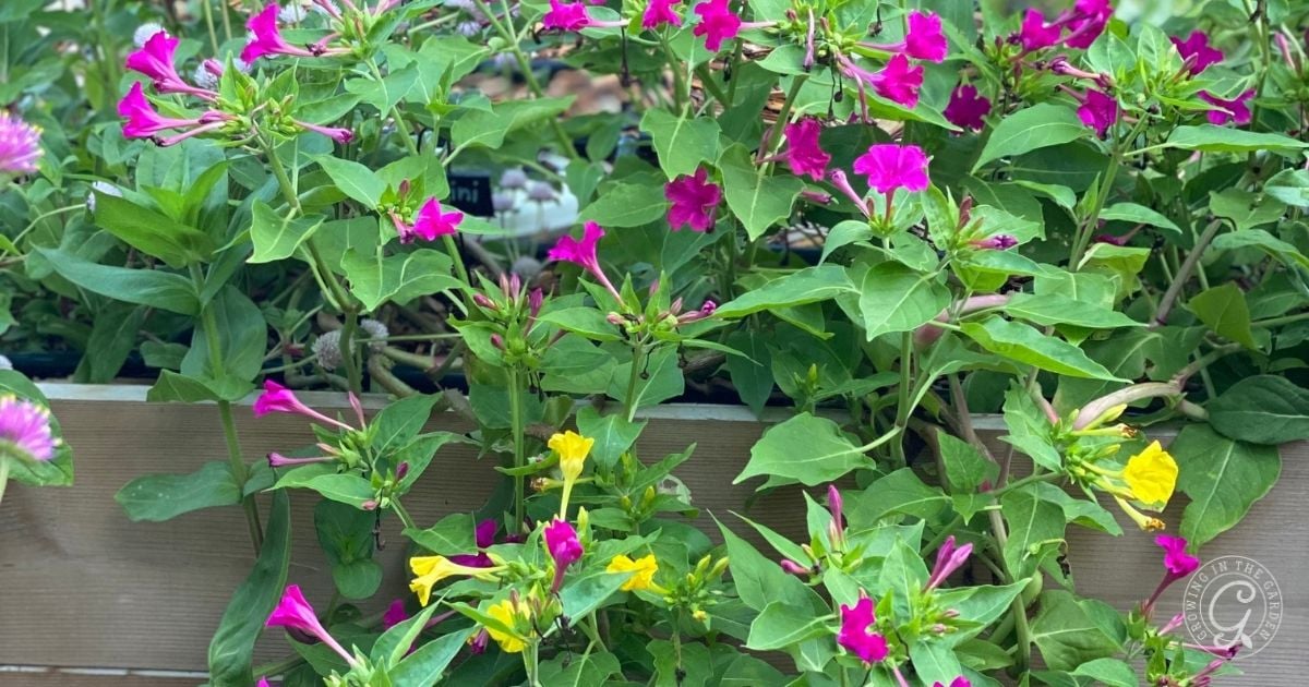 Pink and yellow four o&rsquo;clock flowers bloom brightly in a wooden garden planter, adding vibrant charm inspired by the Arizona Annual Flowers Planting Guide.