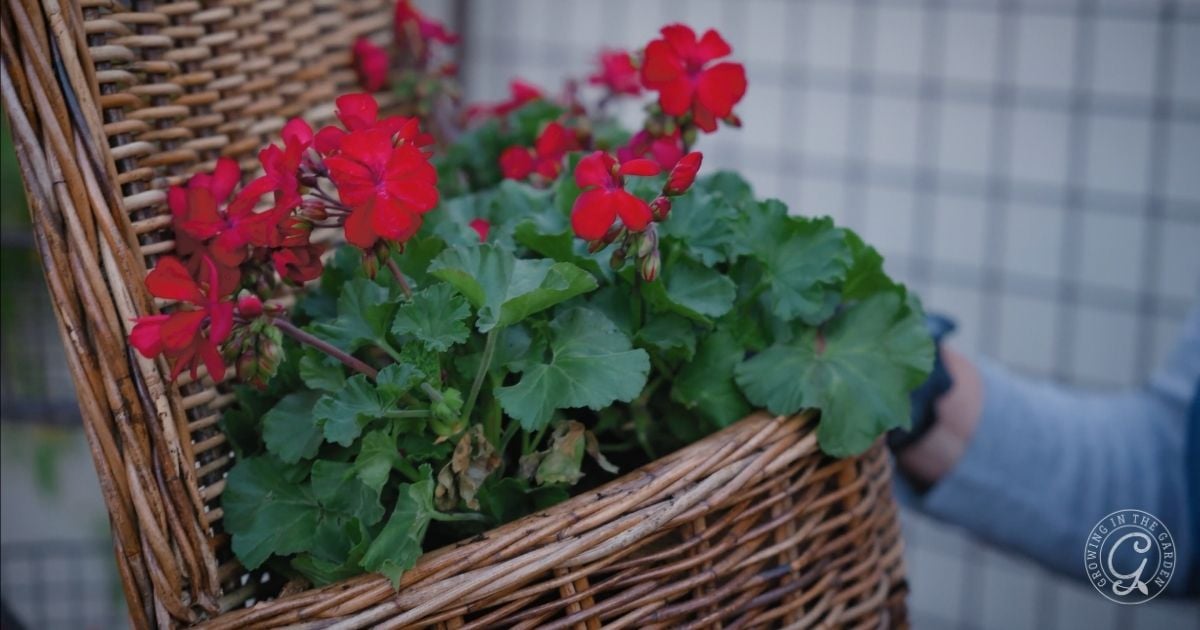 Red geranium flowers growing in a brown wicker basket, held by a person near a tiled wall&mdash;perfect inspiration for your Arizona Annual Flowers Planting Guide.