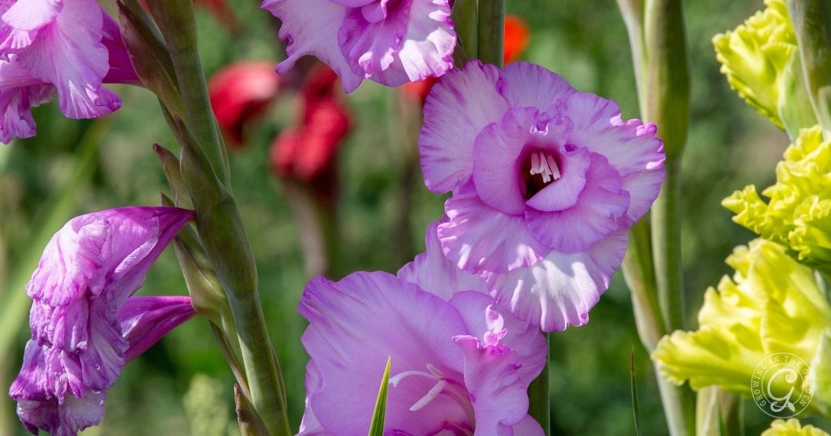 Close-up of pink gladiolus flowers blooming outdoors, with yellow and red flowers blurred in the background&mdash;perfect inspiration for your Arizona Annual Flowers Planting Guide.