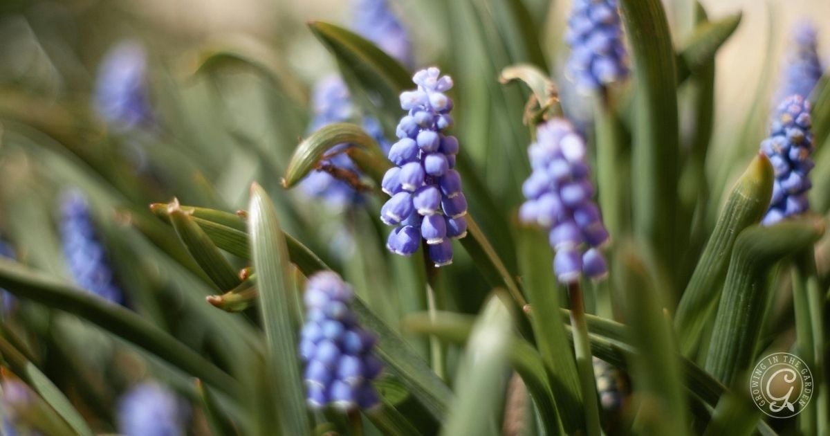 Clusters of small, purple grape hyacinth flowers bloom among slender green leaves&mdash;a charming choice highlighted in the Arizona Annual Flowers Planting Guide.