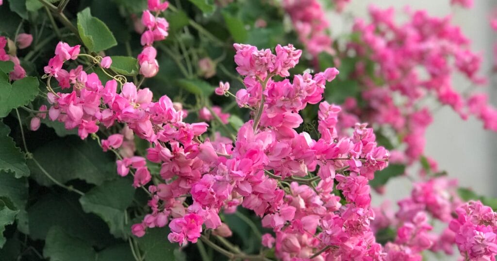 Clusters of bright pink flowers bloom among green leaves against a blurred background, showcasing beauty inspired by the Arizona Annual Flowers Planting Guide.