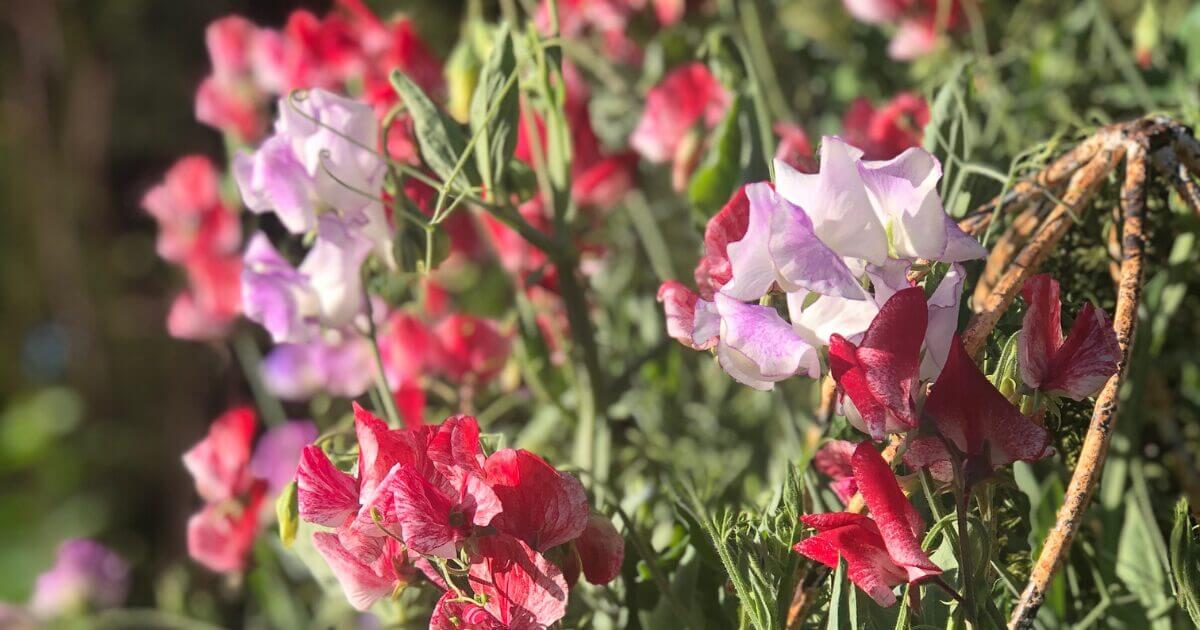 How to Grow Sage
