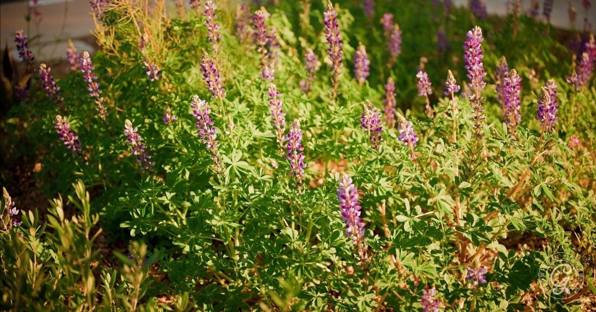 Purple lupine flowers blooming in a sunlit garden with lush green leaves and stems, as featured in the Arizona Annual Flowers Planting Guide.