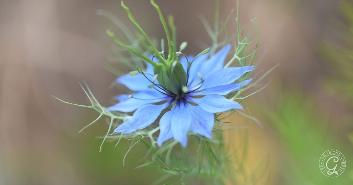 Close-up of a blue flower with delicate petals and green leaves, set against a blurred background&mdash;an inspiring scene for those following the Arizona Annual Flowers Planting Guide.