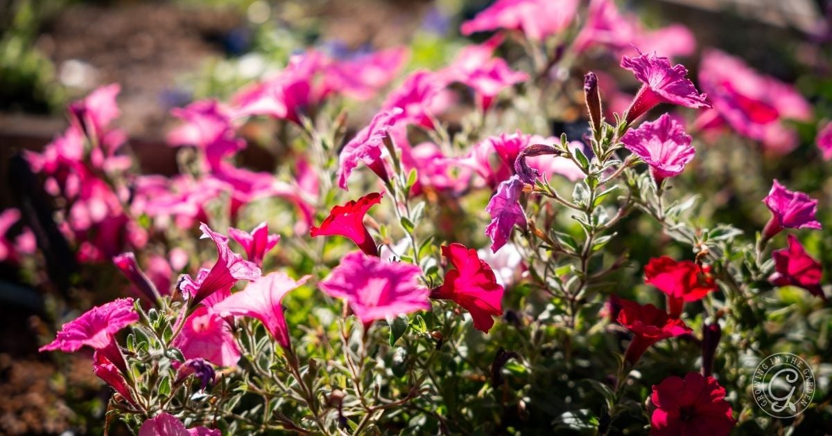 Pink and red petunias blooming in a sunlit garden bed, surrounded by green foliage, make a vibrant scene inspired by the Arizona Annual Flowers Planting Guide.