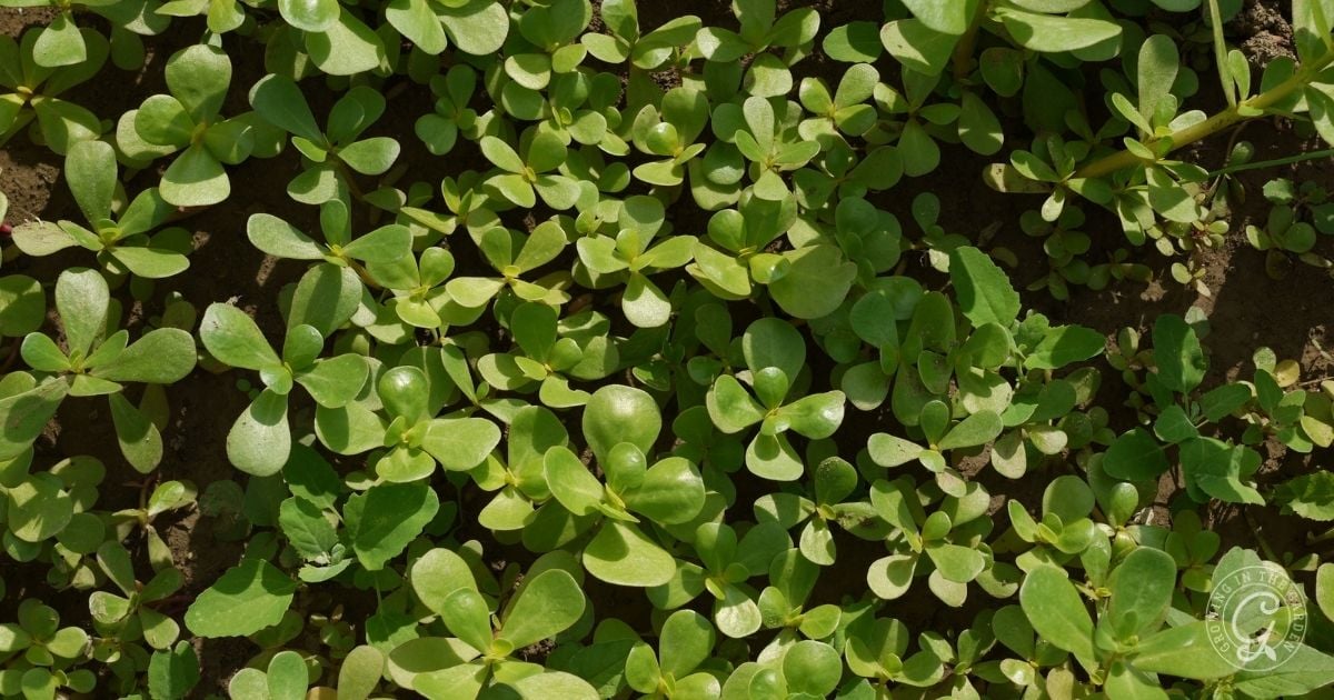 Top view of dense, green purslane seedlings growing closely together in soil&mdash;a vibrant example featured in the Arizona Annual Flowers Planting Guide.