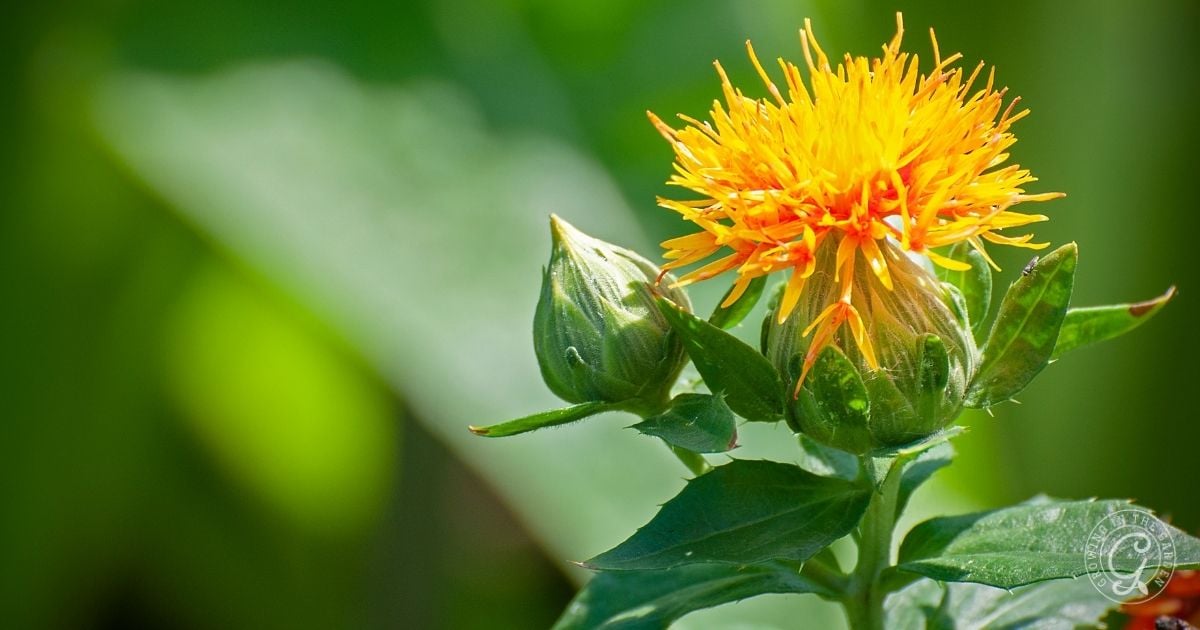 Bright yellow safflower bloom with two green buds, set against a blurred green background&mdash;an ideal choice featured in the Arizona Annual Flowers Planting Guide.
