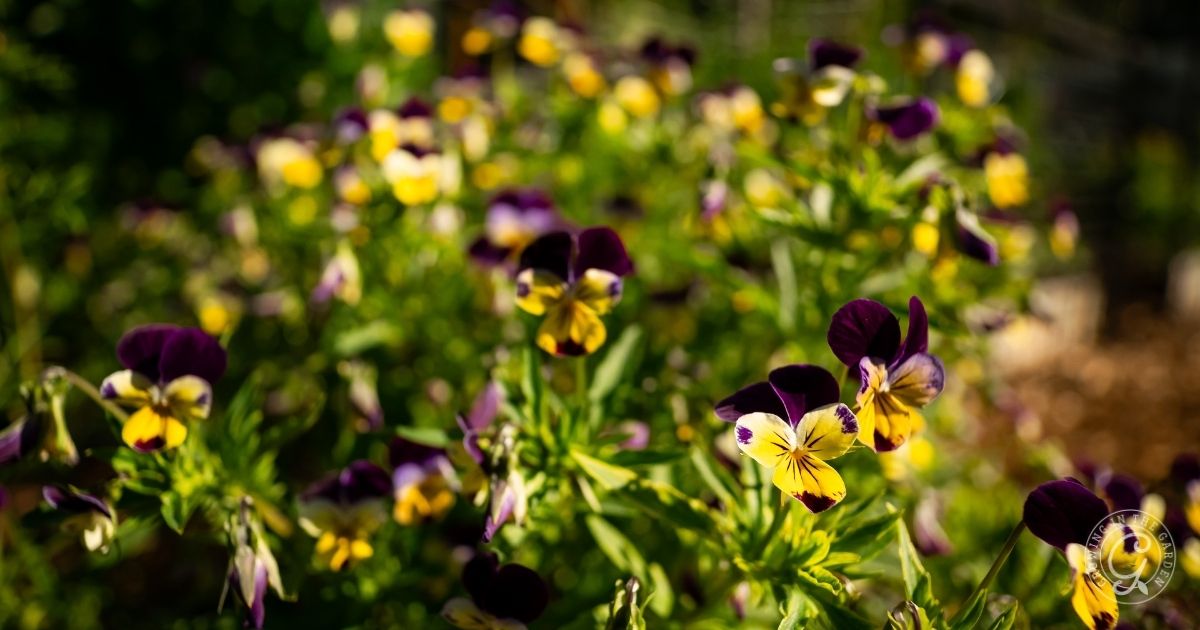 Yellow and purple pansy flowers in a sunlit garden with green leaves and a blurred background, perfect for brightening your landscape&mdash;see the Arizona Annual Flowers Planting Guide for tips on growing these vibrant blooms.