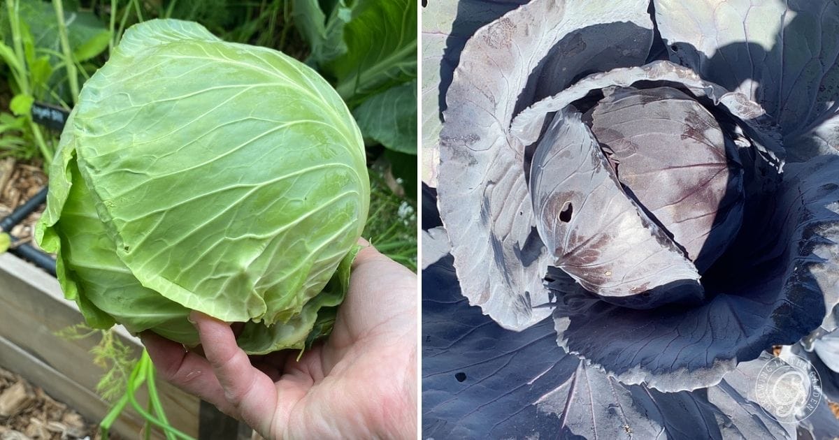 Harvest Cabbage