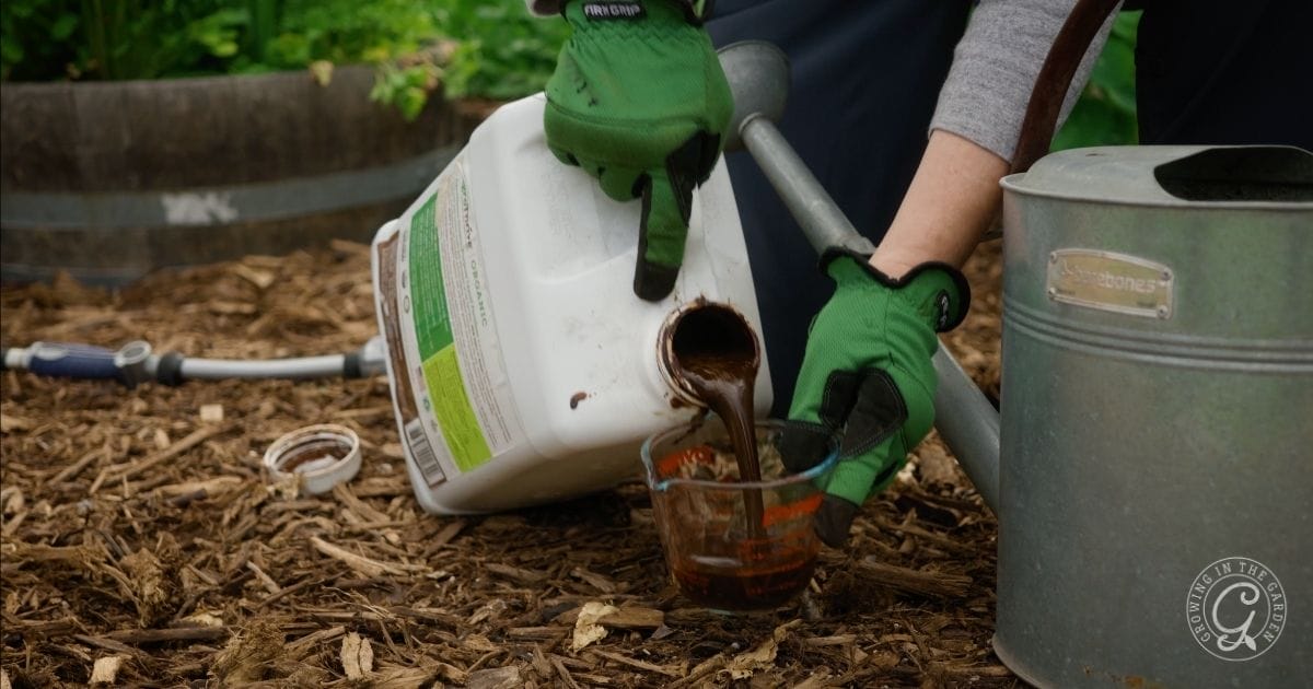 fertilizing cabbage